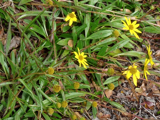 {Helianthus longifolius}